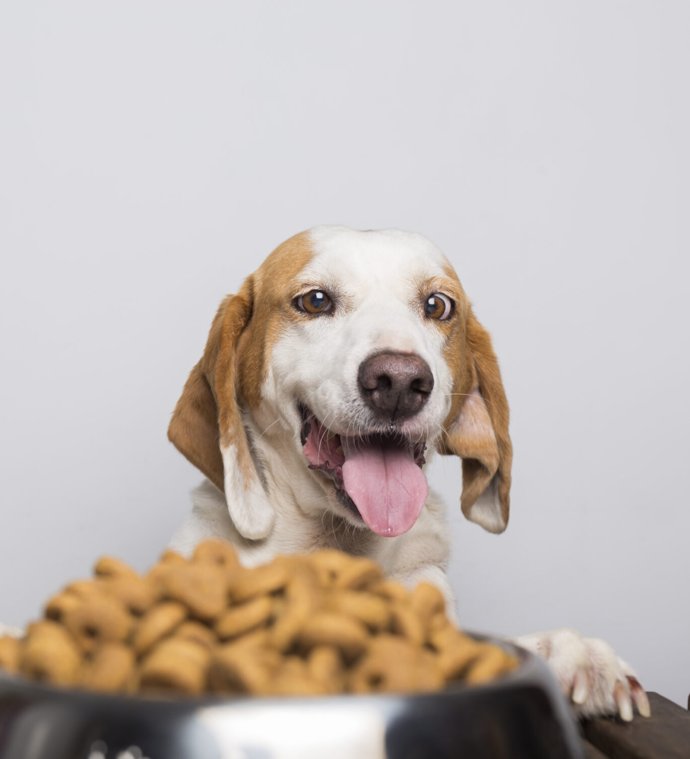 Comida húmeda perros