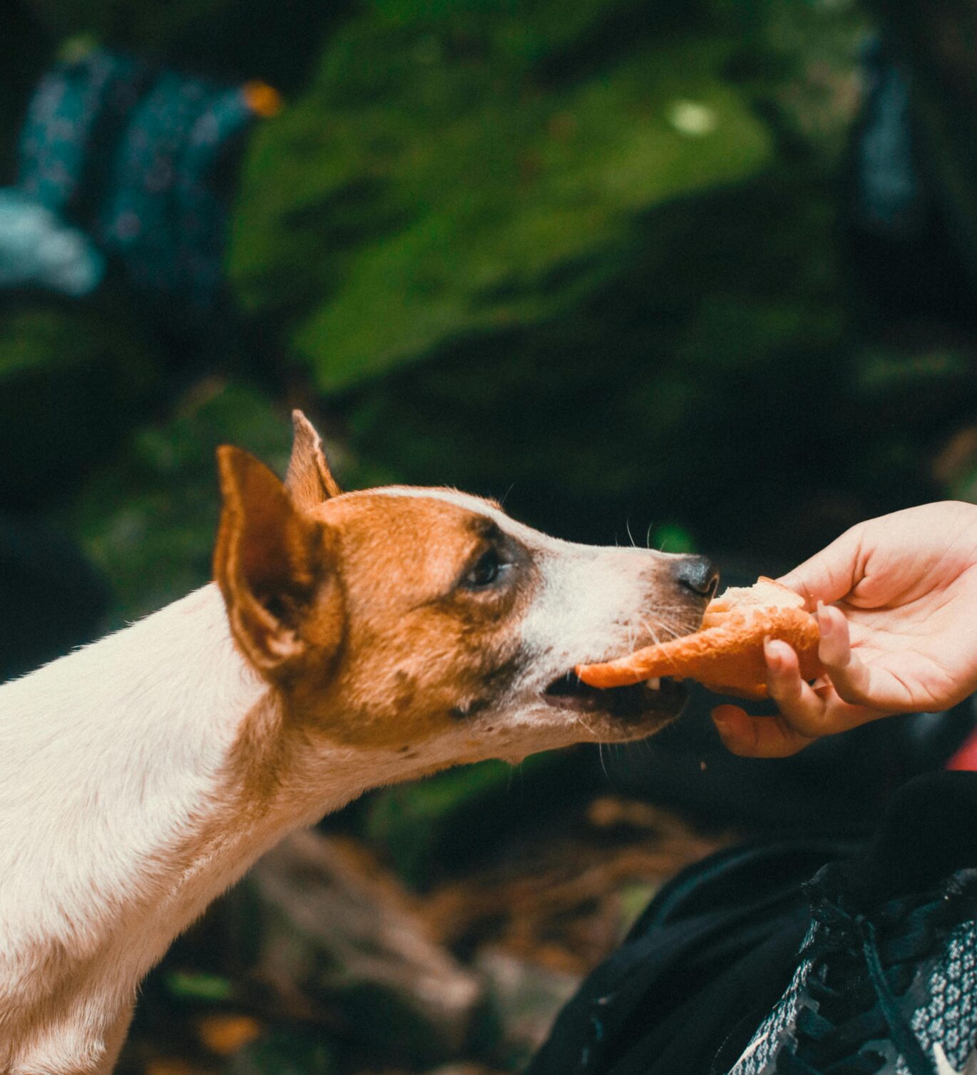 snacks-perros