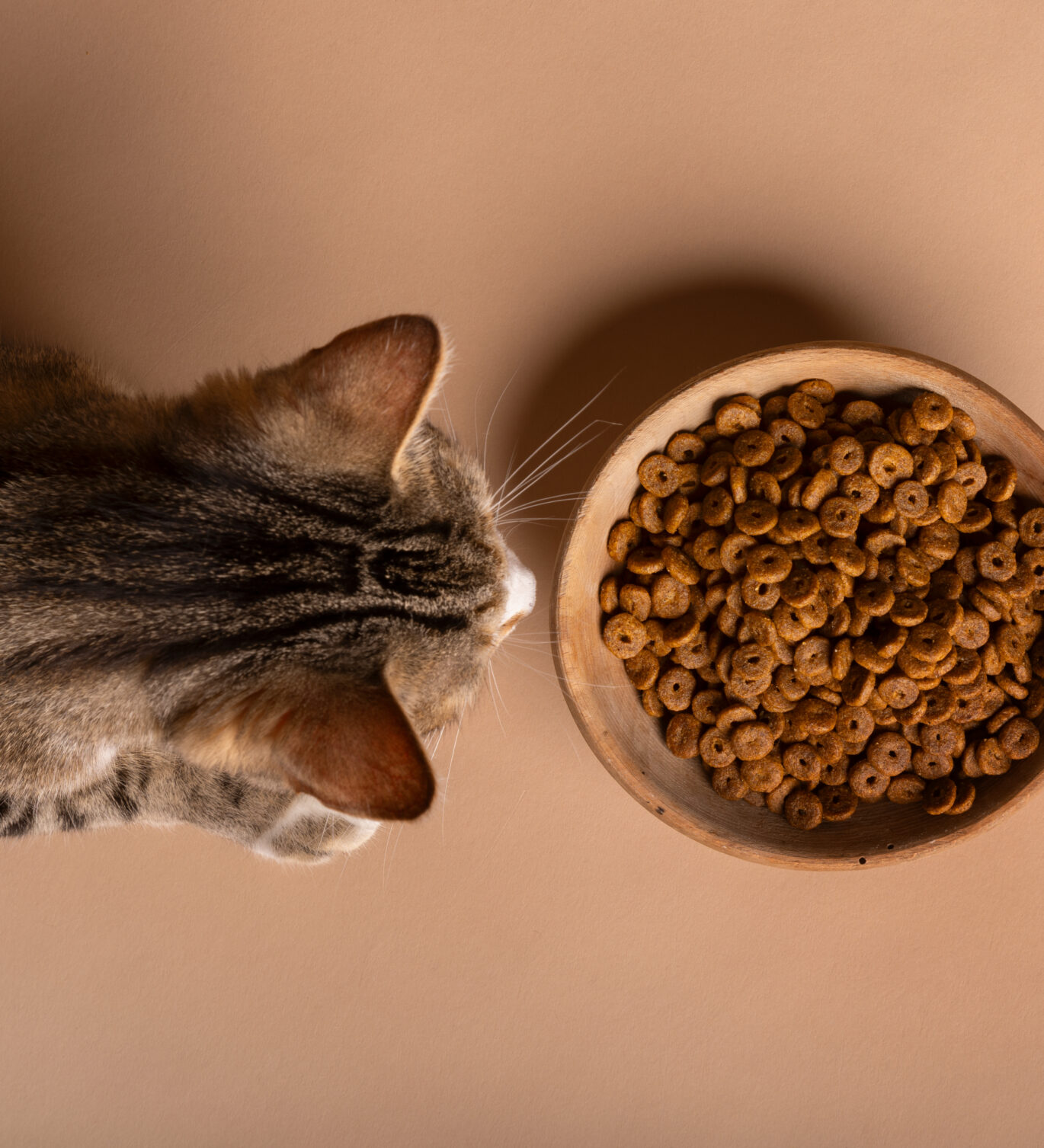 Pienso natural para gatos