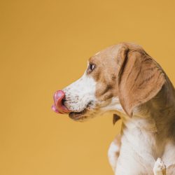 beautiful-dog-sticking-out-his-tongue