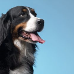 beautiful-pet-portrait-dog (1) (1)