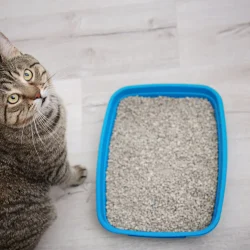 catlitter