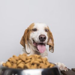 A hungry white and brown dog with big ears and brown eyes ready to eat a bowl full of food