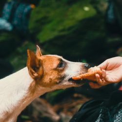 pexels-jibarofoto-14214701