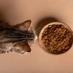 view-cat-eating-food-from-bowl