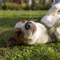 view-cute-dog-enjoying-time-nature-park