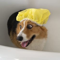 washing-pet-dog-home